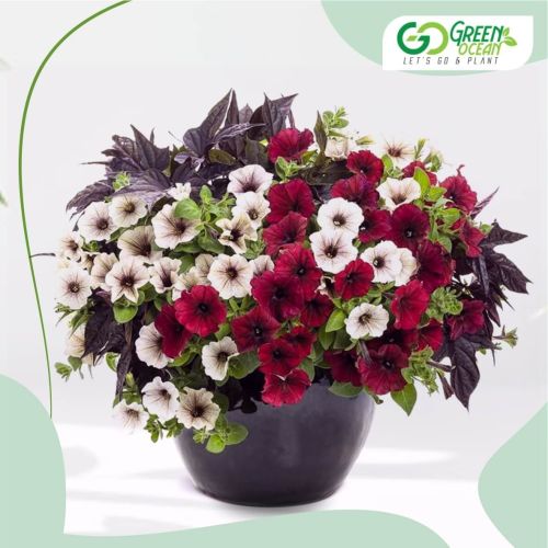 Petunia Plant, Color : Assorted Colors for Outdoor Decoration