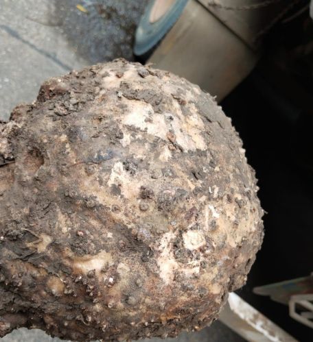 Jimikand, Color : Brown, Packaging Size : 10kg