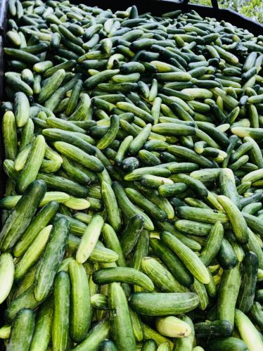 Agro Energies Natural Cucumber, Color : Green