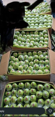 Organic Guava, Color : Green, Taste : Sweet for Human Consumption