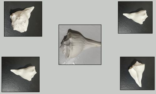 Conch Shell Dakshin Mukhi Shankh, Color : Natural