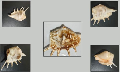 Conch Shell Panchmukhi Shankh, Color : Natural