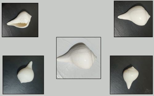 White Conch Shell Shankh, Shape : Natural