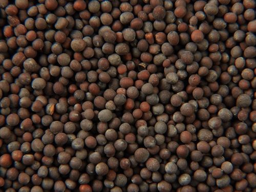 Black Mustard Seeds for Spices