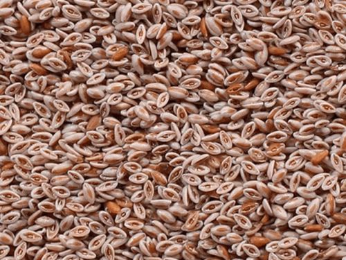 Psyllium Seeds, Color : Red