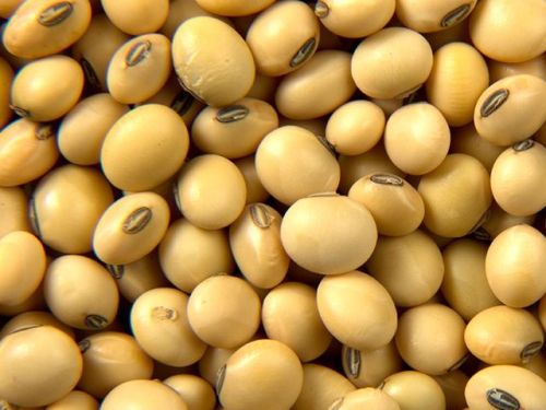 Soybean Seed, Packaging Type : Depends On Seller