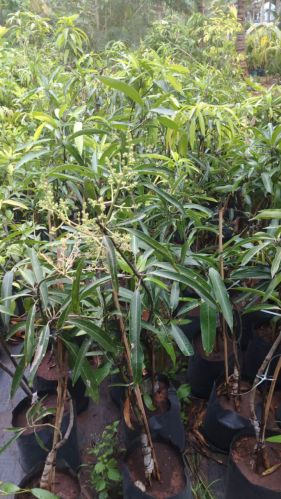 Kalapadi Mango Fruit Plant, Color : Green