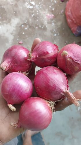 Organic Fresh Pink Onion For Cooking, Color : Red