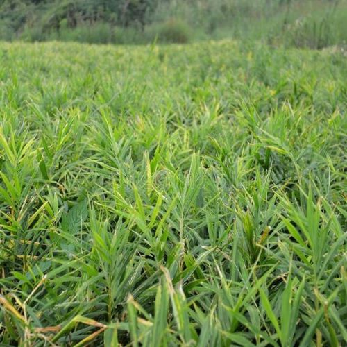 Black Ginger Contract Farming