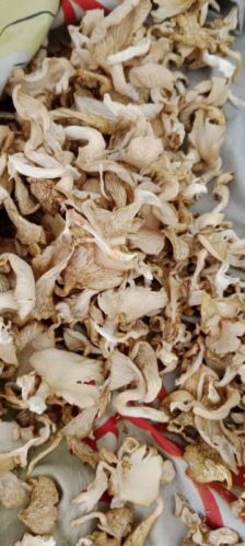 Beige A Grade Dry Oyster Mushroom