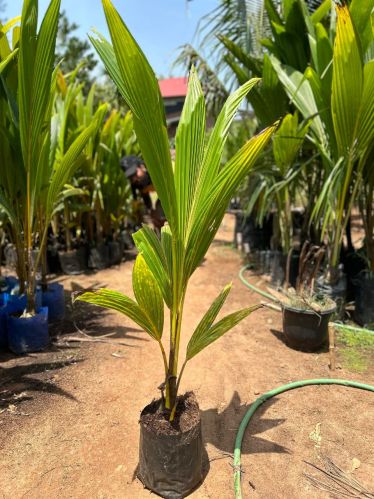 Organic Natural Coconut Plants, Plant Height : 6 Inches