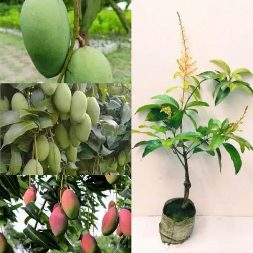 Mohomaya Grafted Fruit Mango Plant, Color : Green, Weight : 1kg