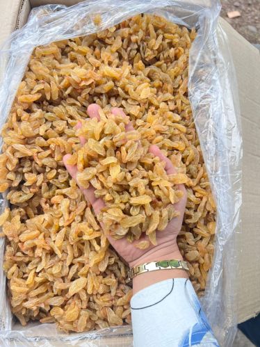 Lose Yellow Raisins, Packaging Type : Wooden Box