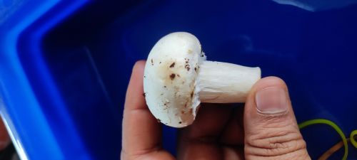 Fresh White Button Mushrooms, Packaging Size : 500g, 1Kg, 200gms