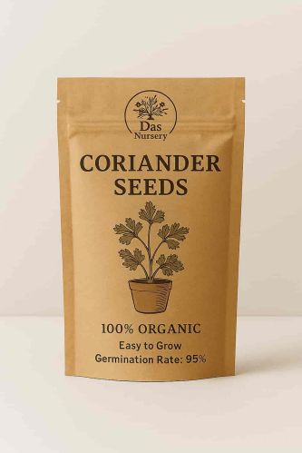 Coriender Seeds for Indoor, Kitchen Garden