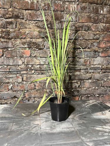 Lemon Grass for Air Purifying, Ornamental
