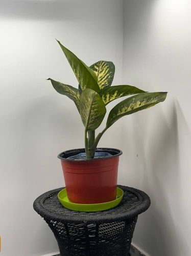 Topic Sona White Plant for Medicinal, Air Purifying, Healing