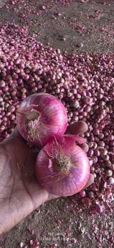 Nasik Red Onion for Cooking