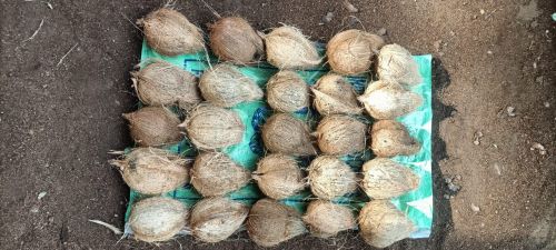 Natural Semi Husked Coconuts, Speciality : Freshness