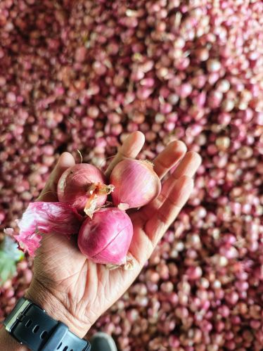 Onion, Color : Red, Packaging Type : Net Bag