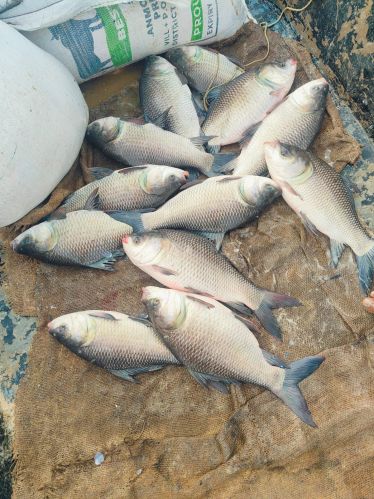 Fresh Rohu Fish
