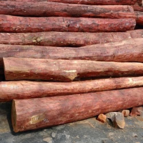 Red Sandalwood, Thickness : 200-400mm, Length : 10 Feet