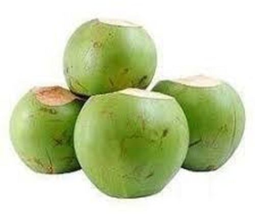 Natural Green Tender Coconut, Packaging Size : 25-50kg