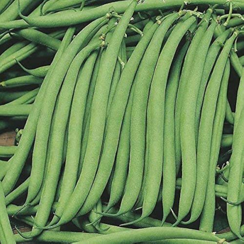 Common Green Beans, Packaging Size : 50Kg