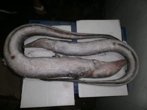 Eel Fish, Color : Grey, Silver, Packaging Type : Vacuum-sealed