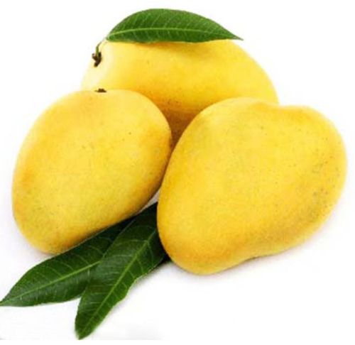 Organic Mango Fruit, Color : Yellow, Packaging Size : 10Kg