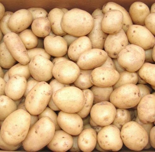 Organic Potato, Color : Red, Packaging Size : 10Kg, 50Kg