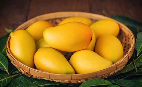 Fresh Mango for Direct Consumption, Salads, Smoothies