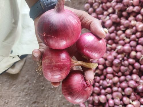 Onions, Cultivation Type : Natural Red
