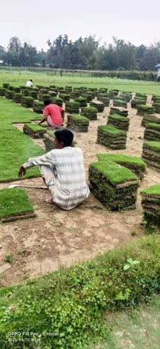 Carpet Grass, Color : Dark Green for Garden, Play Ground