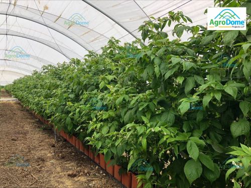 Dome Shaped Single Tunnel Polyhouse, Color : Transparent