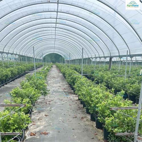 Low Cost Tunnel Single Span Poly House