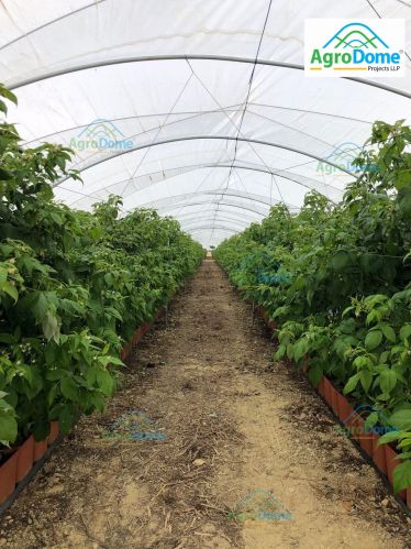 Polyethylene Single Tunnel Polyhouse, Packaging Type : Transparent