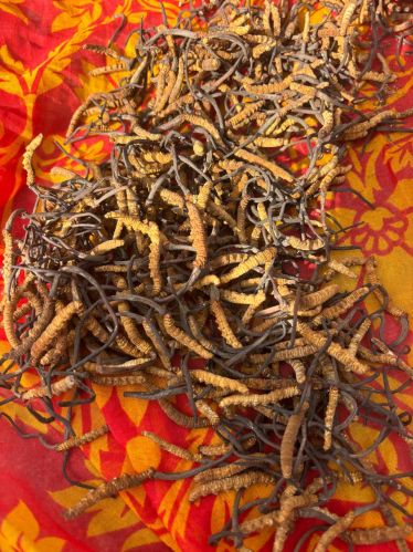 Caterpillar Fungus Cordyceps Sinensis, Grade : Medical