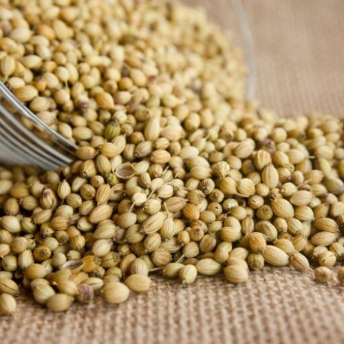 Natural Dried Coriander Seeds, Color : Brown