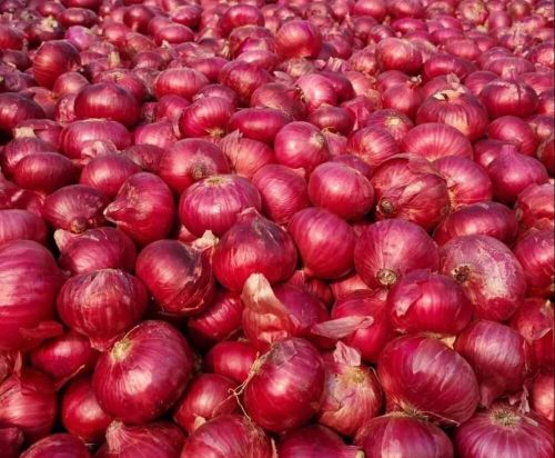 Fresh Red Onion, Shape : Round, Packaging Size : 25-50kg