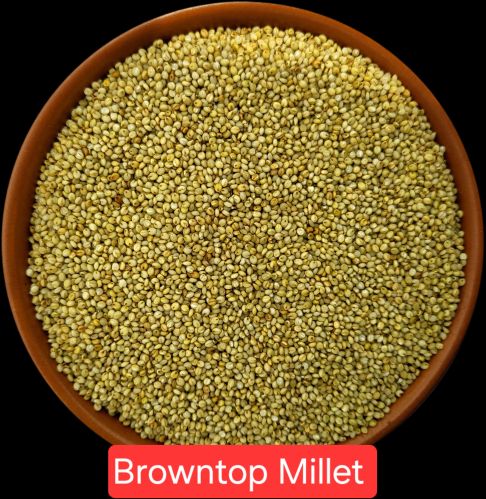 Browntop Millet, Seed Type : Hybrid, Speciality : Gluten Free