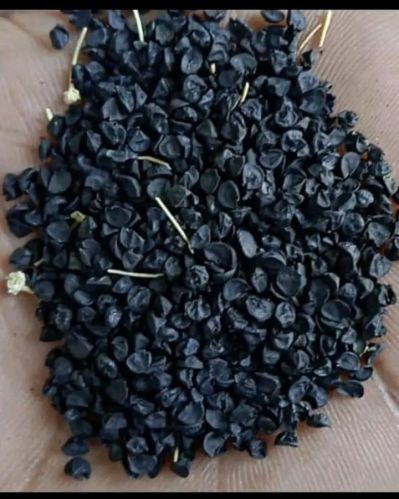 Pune Fursungi Onion Seeds, Packaging Size : 5-25kg