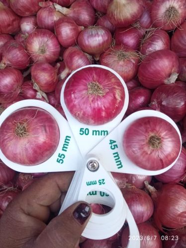 Red Onion, Packaging Size : 10Kg, 25Kg Net Bag
