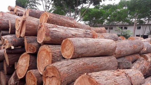 Non Grinded Neem Wood Logs, Shape : Round, Packaging Type : Roll