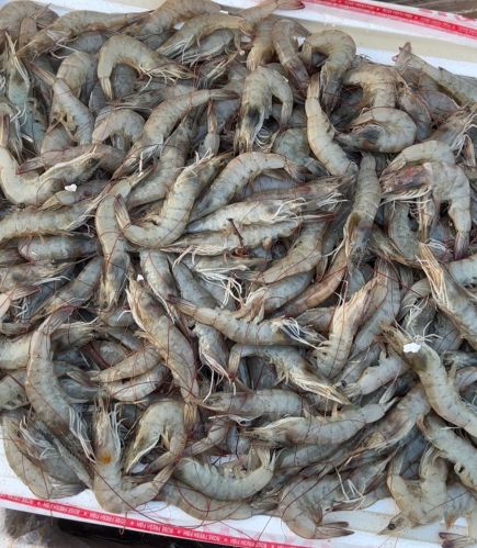 Skinless Fresh Prawn, Packaging Type : Vacuum-sealed