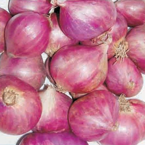 Thin-Skinned Juicy A Grade Sambar Onion