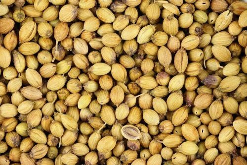 Dried Organic Coriander Seed, Packaging Type : Brown 9%