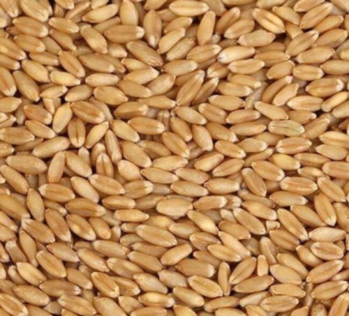 Premium Sharbati Grain for Flour Milling, Food Processing