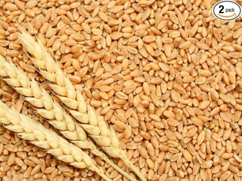 Premium Indian Wheat (Gehu) Fresh, Pure & Export Ready