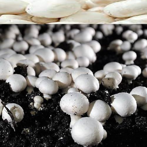 Organic Button Mushroom Compost, Color : Black-brown For Agriculture